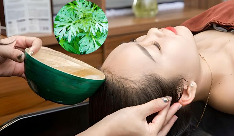 Bỏ túi bí quyết gội đầu bằng ngải cứu giúp giảm gàu, nhờn hiệu quả