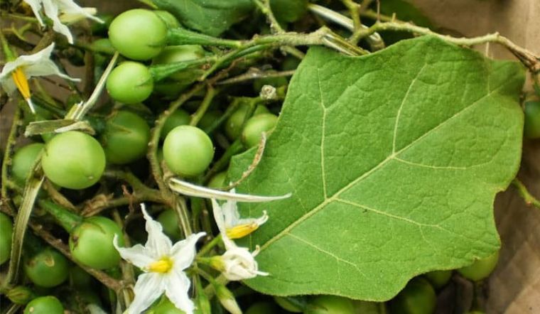 Cà dại - loại quả mọc dại trở thành đặc sản xứ rừng được nhiều người săn lùng