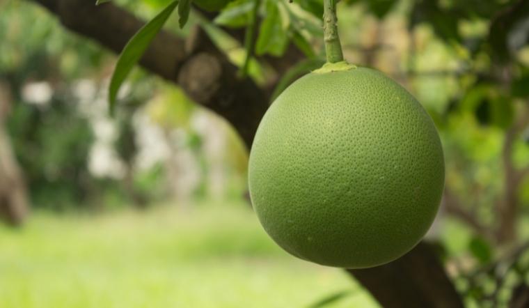 Cách chọn mua bưởi ngọt ngon mọng nước