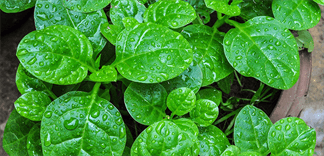 Cách chọn rau mồng tơi không nhiễm hóa chất