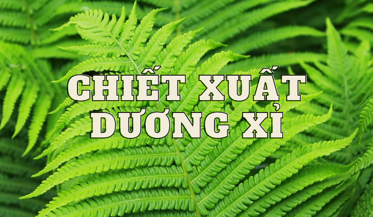 Chiết xuất dương xỉ và những công dụng cho làn da