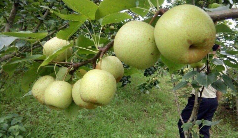 Lê Tai Nung Ấn tượng trước hương vị ngọt mát quyến rũ