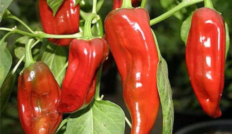 Loại ớt siêu to khổng lồ có giá đắt đỏ nhưng vẫn có khách xếp hàng đặt mua