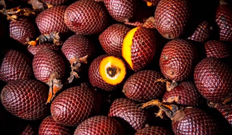 Loại quả đang gây sốt trên mạng có vỏ như da rắn, liên tục cháy hàng ...