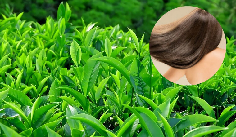 Mách bạn cách giảm tình trạng tóc rụng bằng trà xanh | KhaiStore.vn