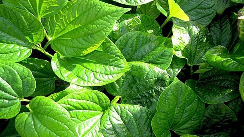 Trị hôi nách bằng lá lốt