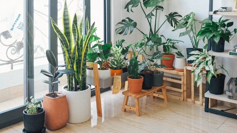 Chậu cây xanh để trong nhà