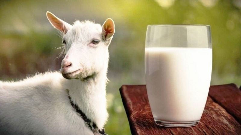 Công dụng của sữa dê