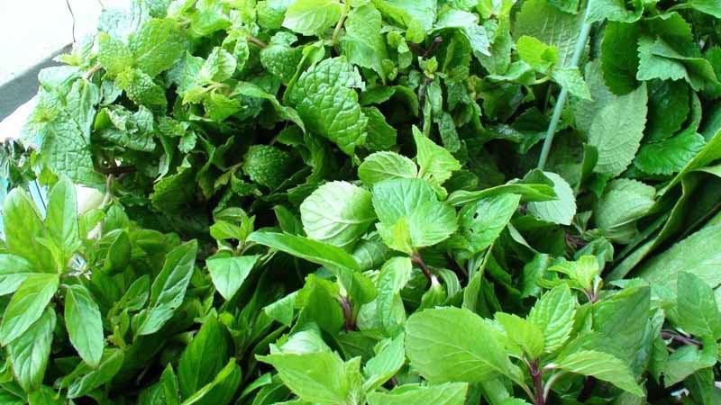Rau sống chấm nước tương