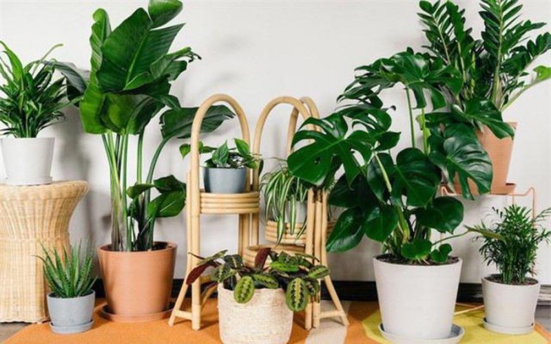 Chậu cây “hút may mắn” về cho gia chủ