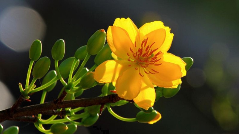 Hoa mai chưng bàn thờ ngày Tết