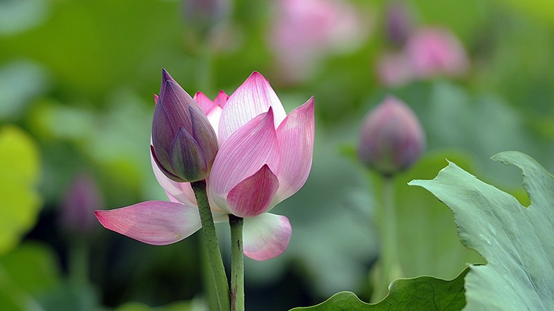 Hoa sen chưng bàn thờ ngày Tết