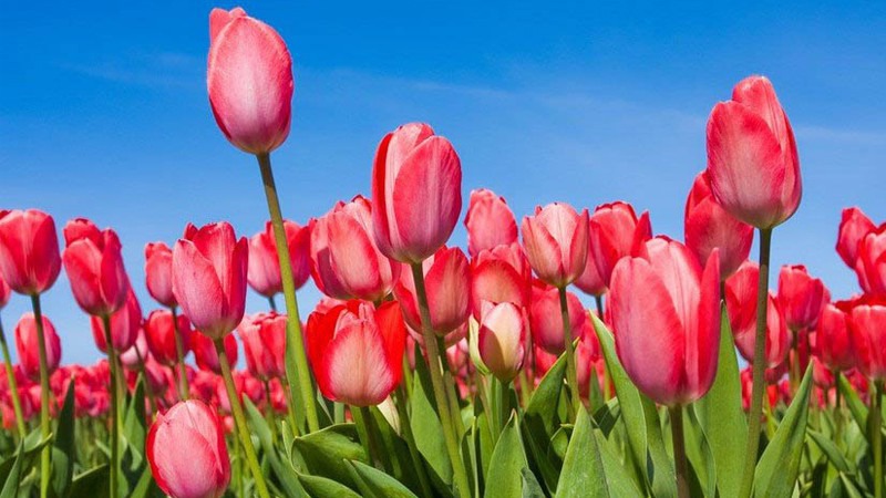Hoa tulip chưng bàn thờ ngày Tết