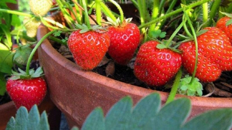 Thân và lá dâu tây có thể chế biến thành sinh tố