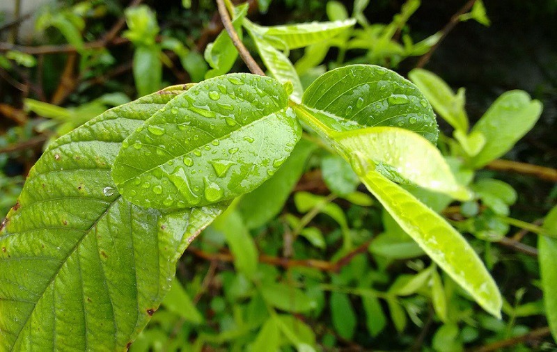 Hái ngay lá ổi và làm theo hướng dẫn sau, đảm bảo mùi hôi nách sẽ hết sạch