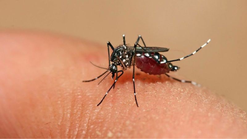 Một số bệnh do muỗi truyền nhiễm