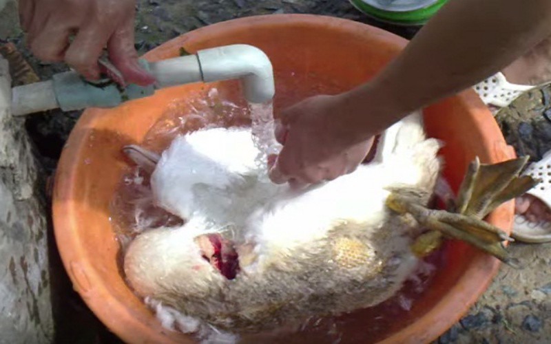 Cách làm sạch lông vịt nhanh