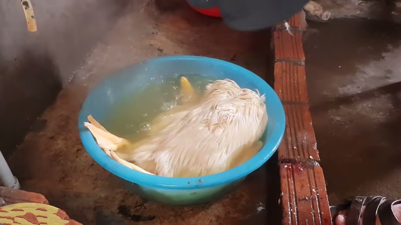 Cách làm sạch lông vịt nhanh