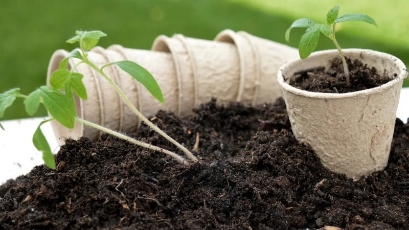 Tái sử dụng đất trồng hiệu quả và tiết kiệm