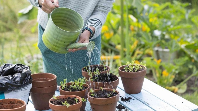 Tưới nước cho rau một cách hợp lý
