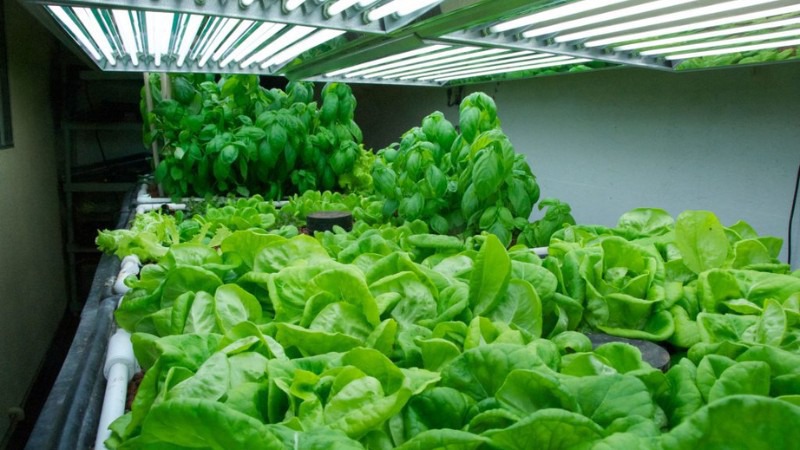 Đảm bảo ánh sáng hợp lý cho rau