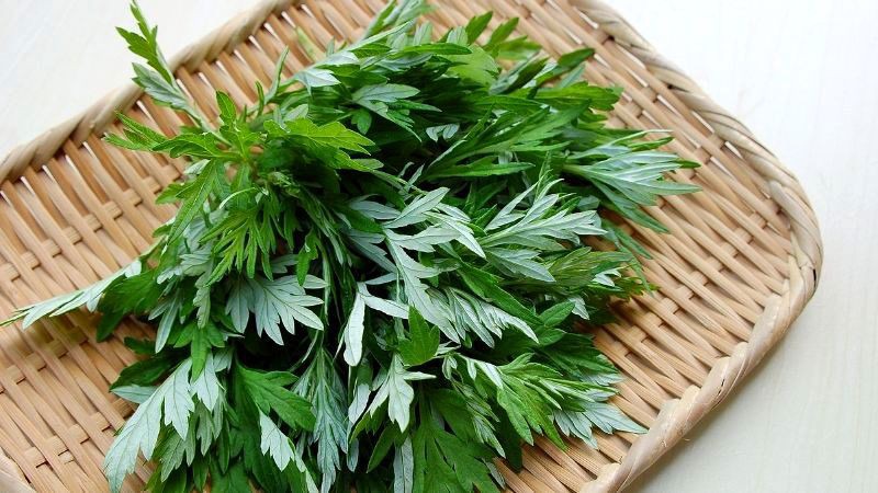  Lá ngải cứu có một số thành phần dược tính, có tính ấm