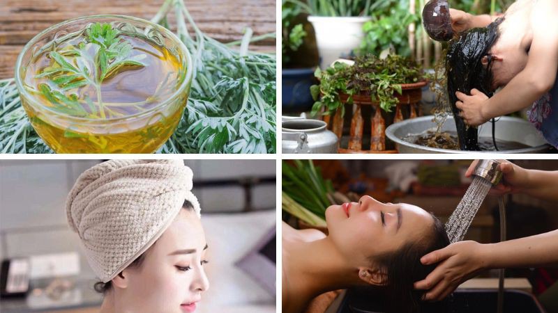 Cách dùng ngải cứu trị gàu