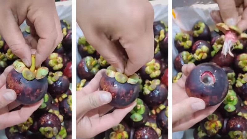 Giữ phần thân cuống rồi kéo ra khỏi thân