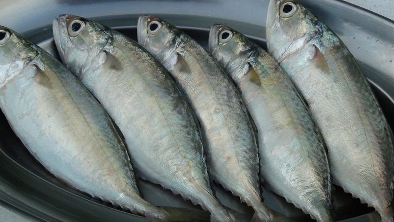 Cần chọn cá bạc má tươi ngon để chế biến thành công