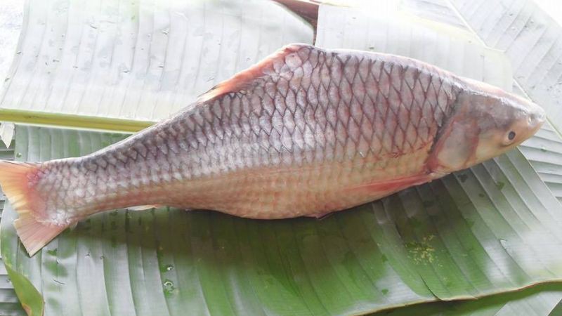 Cá cóc là cá gì