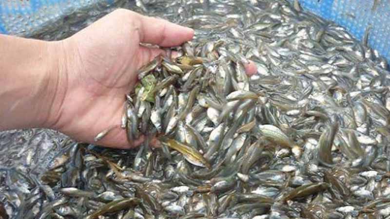 Các loại cá ở ruộng hoang dã