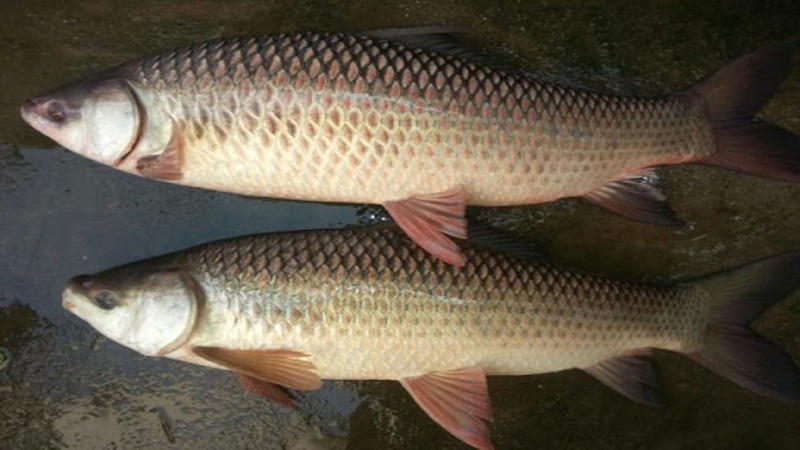 Cách chọn cá trôi