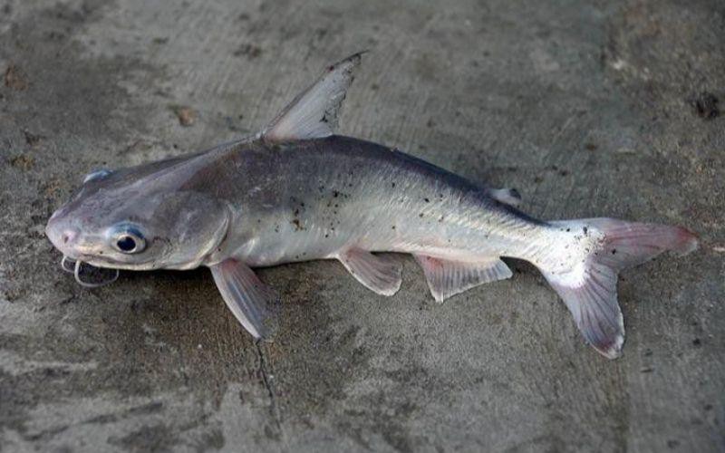 Cá úc biển