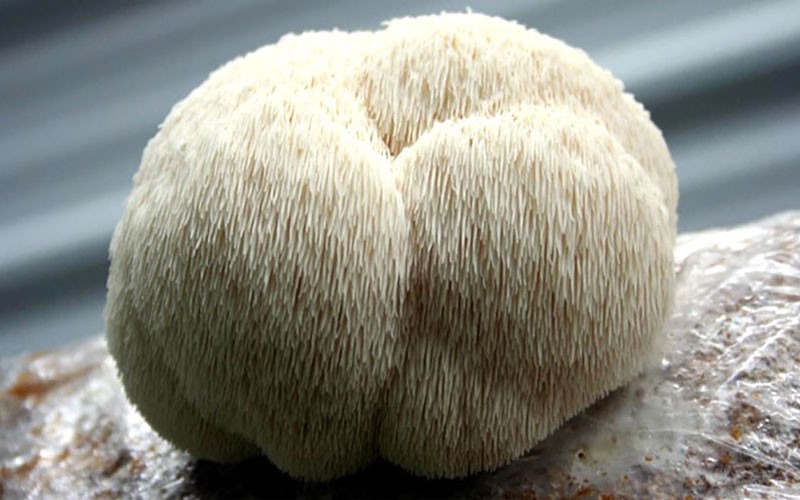 Nấm hầu thủ