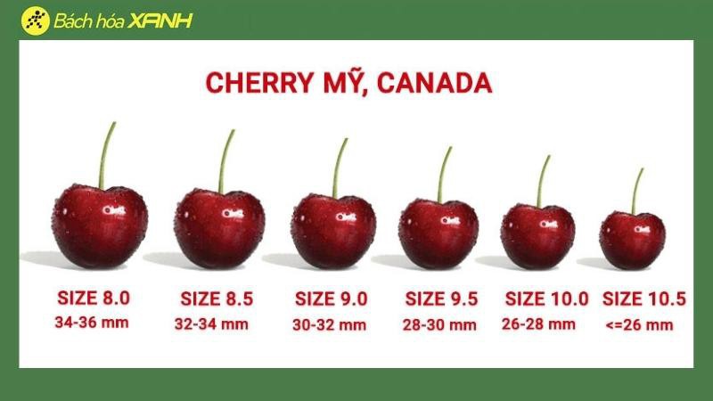 Cách tính Size Cherry Mỹ và Canada