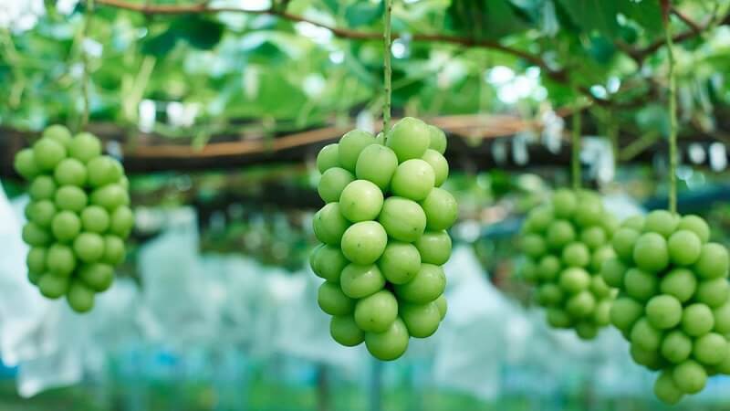 Nho còn chứa hàm lượng đường glucose và fructose khá cao