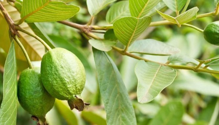 Cách chữa mùi hôi nách từ thiên nhiên hiệu quả ngay tại nhà