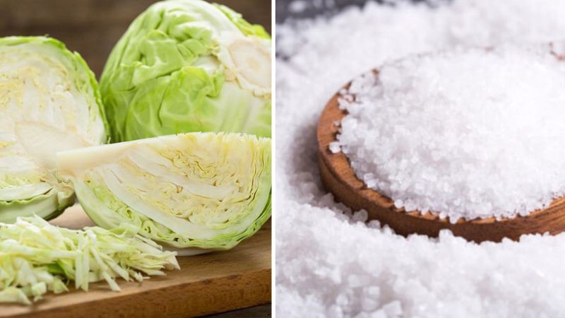 Nguyên liệu làm bắp cải muối kiểu Đức Sauerkraut