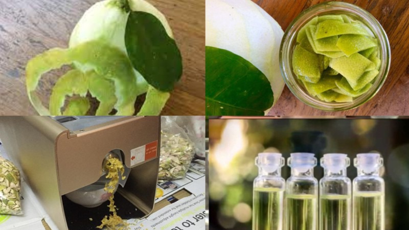 Cách làm tinh dầu bưởi bằng phương pháp ép