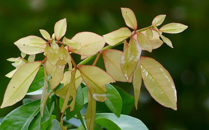 Lá cây đọt mọt là loại lá kép chẵn, hình lưỡi liềm, thường có màu hồng nhạt