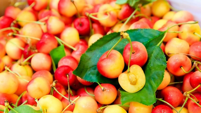 Cherry vàng có xuất xứ từ Mỹ