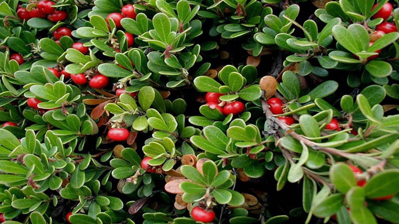 Chiết xuất lá dâu gấu (Bearberry) là gì?