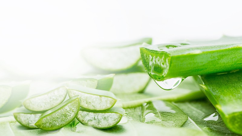 Nha đam cung cấp độ ẩm giúp móng không bị gãy