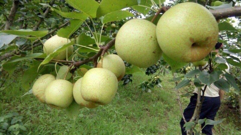 Nguồn gốc lê Tai Nung