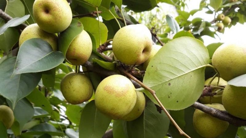 Giá trị dinh dưỡng của lê Tai Nung