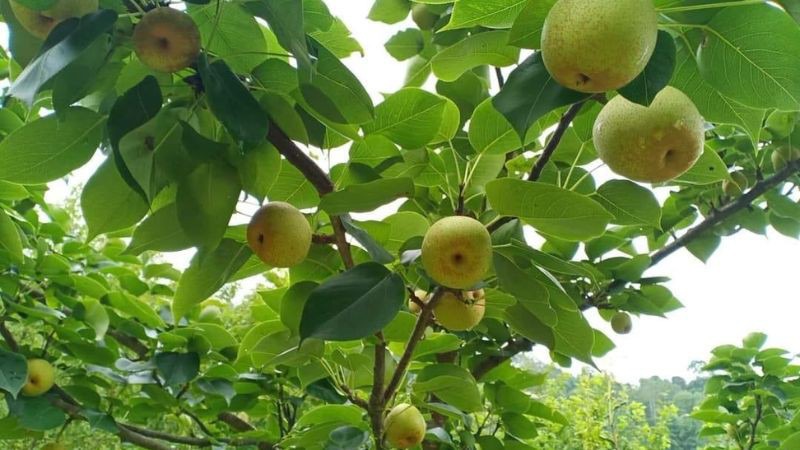 Cách bảo quản lê Tai Nung