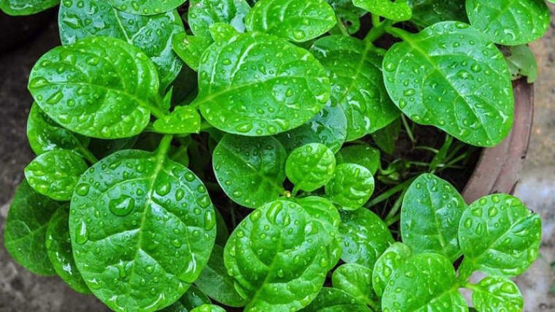 Công dụng thu nhỏ lỗ chân lông của rau mồng tơi