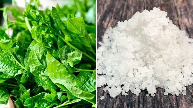 Mồng tơi và muối hạt