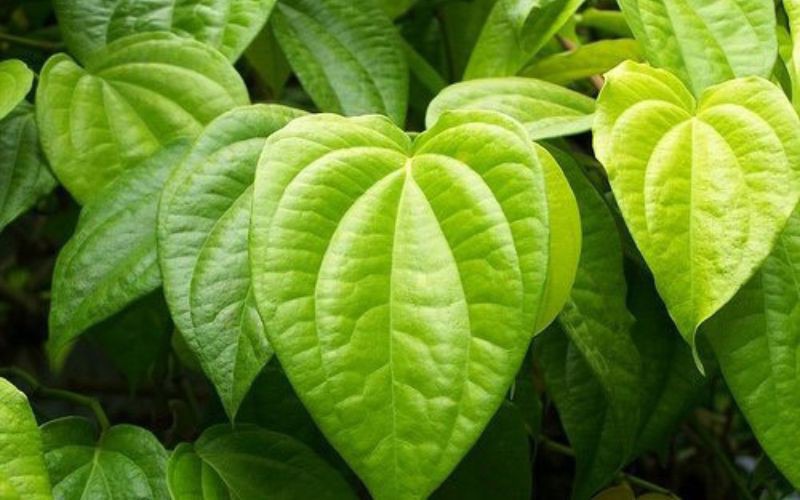 Công dụng trị hôi nách của lá trầu không