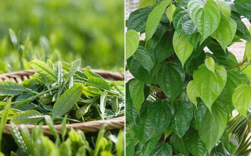 Sử dụng lá trầu không kết hợp với lá ổi